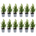 12x Mini-kerstboom - ↑15-20 cm - Ø 6 cm Picea Glauca Perfecta Bild 4