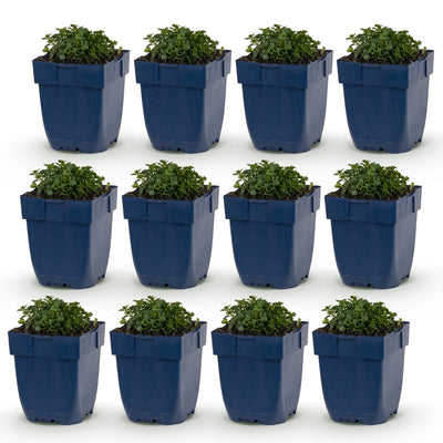 Green boutiQ - Perennial - Campanula portenschlagiana - Peach-leaved bellflower - Ground cover - Pink - 12 Plants - Pot 11cm - Height 15-25cm