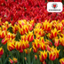 Tulpenzwiebeln 'Fire Wings' – 20 Stück | Rote & Gelbe Flammen Bild 3