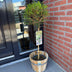 GreenboutiQ Ligustrum Stamm Pflanze - Immergrün & Winterhart - Topf 19cm Bild 6