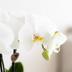 Kolibri Company | White Bamboo Plant Set | White Amabilis Orchid Ø9cm + Green Plant incl. Ceramic Pots Bild 2