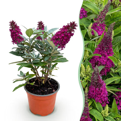 Buddleja Butterfly Candy Little Ruby - Schmetterlingsstrauch, kompakt, rot