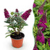 Buddleja Butterfly Candy Little Ruby - Butterfly Bush, compact, red Bild 1
