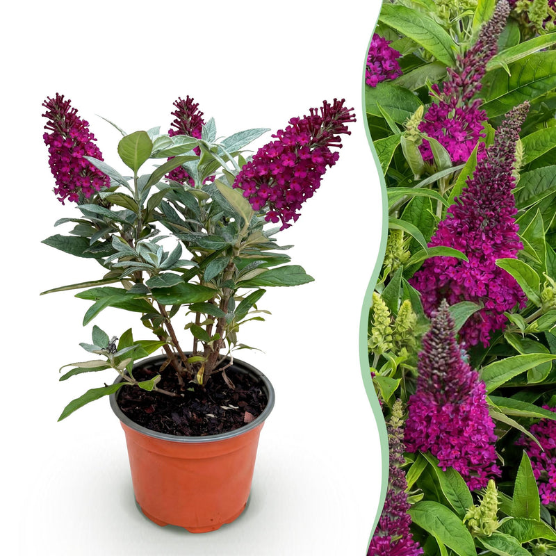 Buddleja Butterfly Candy Little Ruby - Butterfly Bush, compact, red