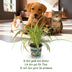 Green boutiQ Spider Plant Variegatum, 4 Plants, 12cm Pot Bild 6