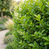 Green boutiQ - 16x Ligustrum ovalifolium - Gewöhnlicher Liguster - Heckenpflanzen - Immergrün - Grün - Topf 9cm - Höhe 35-45cm Bild 8