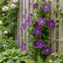 6x Clematis Etoile Viol - Waldrebe Étoile Violette - Lila - Kletterpflanze - Ø9cm - ↕35cm Bild 4