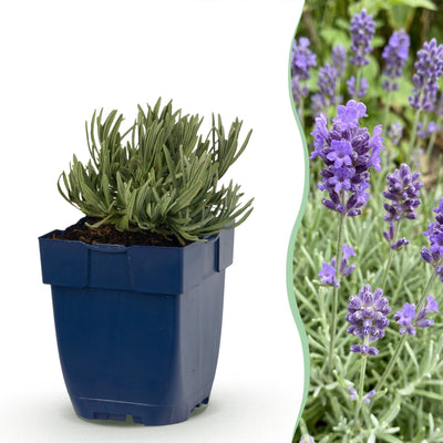 Green boutiQ - Perennials - Lavandula ang. Dwarf Blue - Lavender - Fragrant - Violet - 24 Plants - Pot 11cm - Height 15-25cm