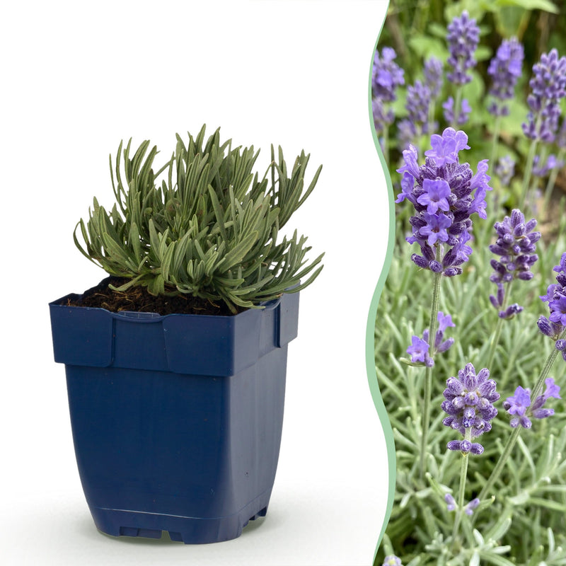 Green boutiQ - Stauden - Lavandula ang. Dwarf Blue - Lavendel - Duftend - Violett - 24 Pflanzen - Topf 11cm - Höhe 15-25cm