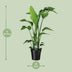 Strelitzia Nicolai (Bird of Paradise) - Ø19cm, ↕90cm Bild 2