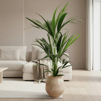 Howea Forsteriana (Kentia) Palme, 5 Stiele, 100-120 cm