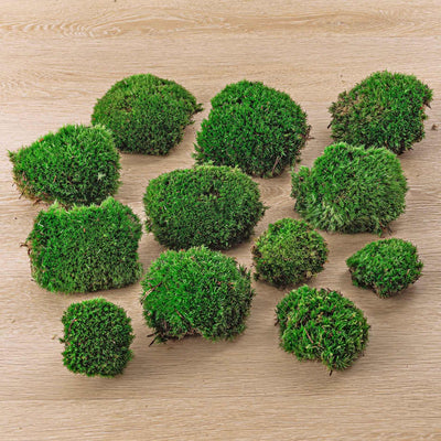 Premium Kissenmoos für Terrarien & Pflanzen (12 Stück)