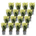 Green boutiQ - 16x Euonymus japonica Paloma Blanca - Spindelstrauch - Heckenpflanzen - Immergrün - Grün - Weiß - Topf 9cm - Höhe 20-30cm Bild 3