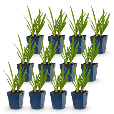 Green boutiQ - Perennial - Agapanthus africanus - African Lily - Bee and Butterfly Attractors - Blue - 12 Plants - Pot 11cm - Height 15-25cm