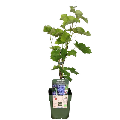 3 Bio-Weinreben im 13 cm Topf - Höhe 20-25 cm