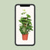 Epipremnum Aureum (Goldene Efeutute) Ø15cm - ↕60cm Bild 5