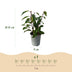 GreenboutiQ: 8x Kirschlorbeer 'Angustifolia' Heckenpflanzen (30-35cm, Topf 9cm) Bild 3