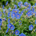Green boutiQ - Perennial - Geranium Johnson's Blue - Crane's-bill - Groundcover - Blue - 12 Plants - Pot 11cm - Height 15-25cm Bild 5