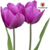 Lila Prinz Tulpenzwiebeln - 20 Stück | KH Bloembollen® Bild 6