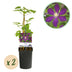 Clematis Mikelite Climbing Plant, Purple/White, Low Maintenance, 2-Pack Bild 1