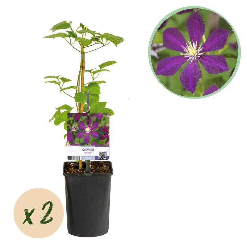 Clematis Mikelite Climbing Plant, Purple/White, Low Maintenance, 2-Pack