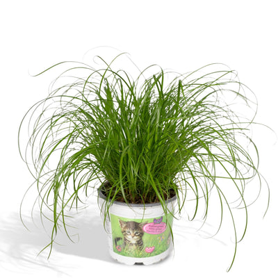 Katzengras Cyperus Alternifolius: Gesunde Freude für Ihre Katze im 12cm Topf