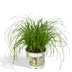 Katzengras Cyperus Alternifolius: Gesunde Freude für Ihre Katze im 12cm Topf Bild 1