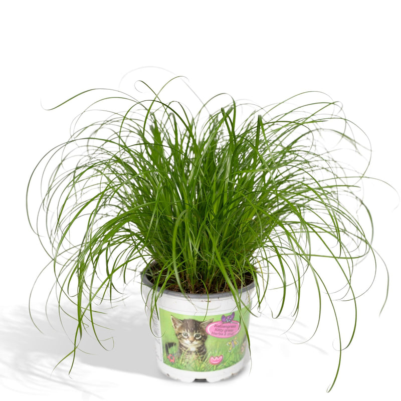 Katzengras Cyperus Alternifolius: Gesunde Freude für Ihre Katze im 12cm Topf
