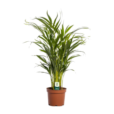 Goldfruchtpalme Dypsis Lutescens - Ø17cm - ↕65cm