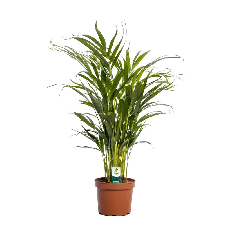 Goldfruchtpalme Dypsis Lutescens - Ø17cm - ↕65cm