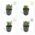 6x Lavendel 'Hidcote' (10-25cm) im 9cm Topf Bild 4