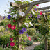 9x Clematis Tricolour - Dreifarben-Waldrebe - Lila - Rosa - Weiß - Kletterpflanze - Ø9cm - ↕35cm Bild 4