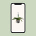 Davallia Bullata (Hare's Foot Fern) – Ø17cm, ↕30cm – Unique Indoor Fern Bild 5