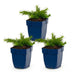 Green boutiQ - Perennial - Phlox Rosette - Flame Flower - Ground Cover - Pink - 3 Plants - Pot 11cm - Height 15-25cm Bild 2
