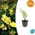 24x Hypericum 'Hidcote' - ↕10-25cm - Ø9cm Bild 1
