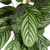 Calathea Oppenheimiana mit Korb Ø24cm - ↕80 - 100cm Bild 4