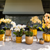 Kolibri Orchids | Sunny Bunny Orchid yellow/pink + Retro ocher pot – Pot size Ø12cm | flowering houseplant – fresh from the grower Bild 3