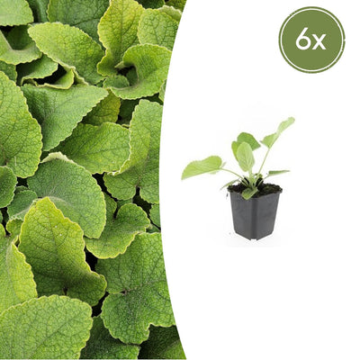6x Phlomis russeliana Staude ↕10-25cm Ø9cm