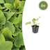 6x Phlomis russeliana Staude ↕10-25cm Ø9cm Bild 1
