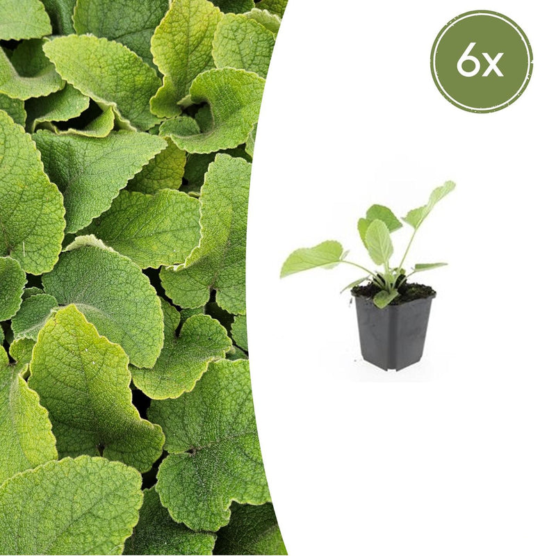 6x Phlomis russeliana Staude ↕10-25cm Ø9cm