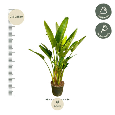 Strelitzia Augusta XXL - Weiße Paradiesvogelblume, 225 cm