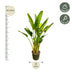 Strelitzia Augusta XXL - Weiße Paradiesvogelblume, 225 cm Bild 2