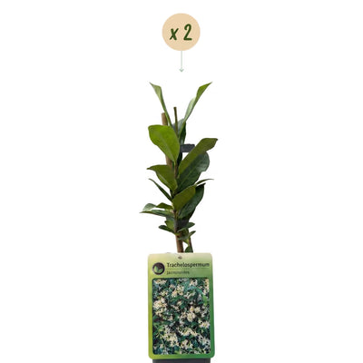 Green Tuscan Jasmine: 2 Plants with Fragrance & Evergreen