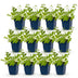 Green boutiQ - Perennial - Nepeta faassenii 'Walker's Low' - Catnip - Bee and Butterfly Attractors - Blue - 12 Plants - Pot 11cm - Height 15-25cm Bild 2