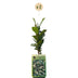 Green Tuscan Jasmine: 2 Plants with Fragrance & Evergreen Bild 2