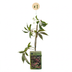 Parthenocissus henryana: Chinesischer Wilder Wein, 35cm, Ø9cm Bild 2