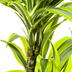 Dracaena Lemon Lime Ø19cm - 70-90cm Bild 6