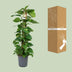Scindapsus Epipremnum: Große Zimmerpflanze Ø24cm, ↕120cm, pflegeleicht Bild 4