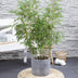 Fargesia rufa Bambus, Ø29cm, ↕80cm - Kompakt & Pflegeleicht Bild 5