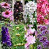 GreenboutiQ Staudenpaket: Bienen- & Schmetterlingsfreundlich, 24 Stauden Bild 3